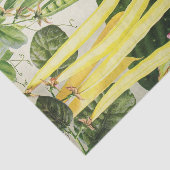 ヴィンテージ種子カタログ野菜 薄葉紙 (詳細)