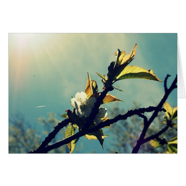 ヴィンテージ空 (正面横)