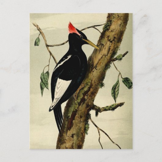 ヴィンテージ素晴らしクレステッド ポストカード (正面)