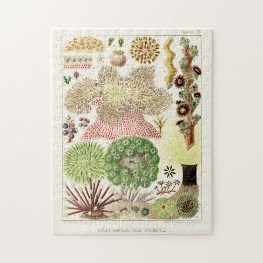 ヴィンテージ素晴らしバリアリーフのオーストラリアアネモネス ジグソーパズル (縦)