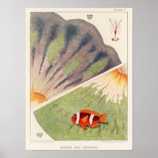 ヴィンテージ素晴らしバリアリーフのオーストラリアアネモネス ポスター (正面)