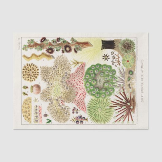 ヴィンテージ素晴らしバリアリーフのオーストラリアアネモネス 薄葉紙 (正面)