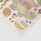 ヴィンテージ素晴らしバリアリーフのオーストラリアアネモネス 薄葉紙 (詳細)