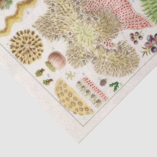 ヴィンテージ素晴らしバリアリーフのオーストラリアアネモネス 薄葉紙 (詳細)