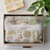 ヴィンテージ素晴らしバリアリーフのオーストラリアアネモネス 薄葉紙 (ギフト)