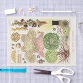 ヴィンテージ素晴らしバリアリーフのオーストラリアアネモネス 薄葉紙 (クラフト)