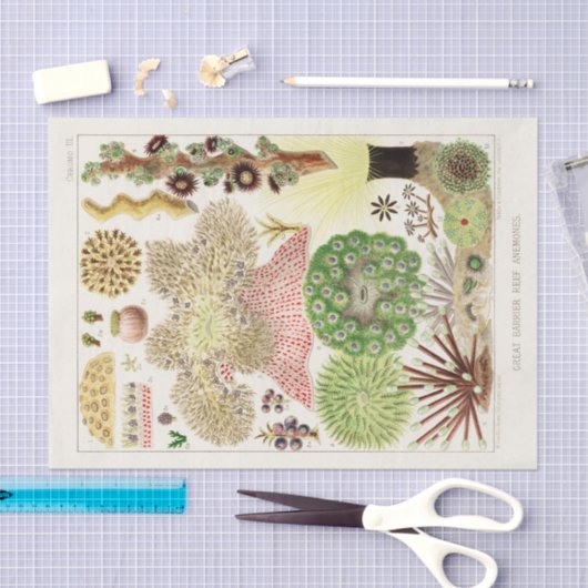 ヴィンテージ素晴らしバリアリーフのオーストラリアアネモネス 薄葉紙 (クラフト)