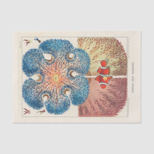 ヴィンテージ素晴らしバリアリーフアネモネスカロルフィッシュ 薄葉紙 (正面)