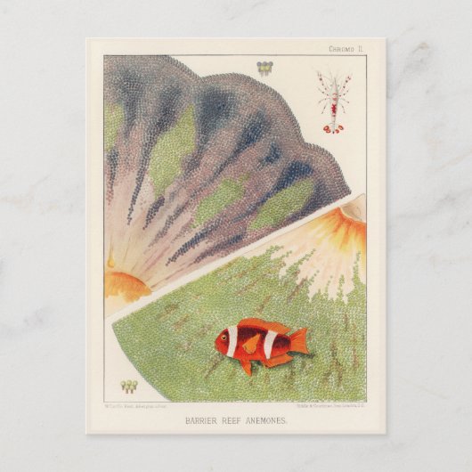 ヴィンテージ素晴らしバリアリーフオーストラリアアネモネス ポストカード (正面)
