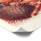 ヴィンテージ素晴らしバリアリーフオーストラリアエキノデルム ポスター (角)