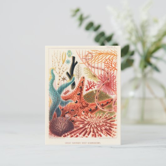 ヴィンテージ素晴らしバリアリーフオーストラリアエキノデルム ポストカード (スタンド正面)