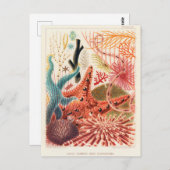 ヴィンテージ素晴らしバリアリーフオーストラリアエキノデルム ポストカード (正面/裏面)