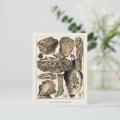 ヴィンテージ素晴らしバリアリーフオーストラリアカキ ポストカード (スタンド正面)