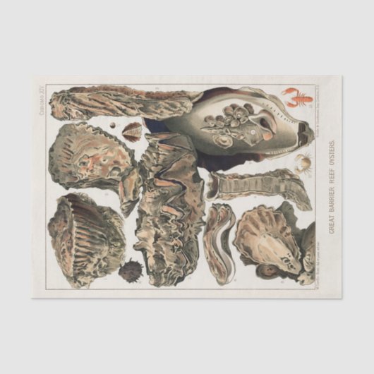 ヴィンテージ素晴らしバリアリーフオーストラリアカキ 薄葉紙 (正面)