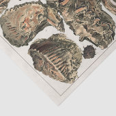 ヴィンテージ素晴らしバリアリーフオーストラリアカキ 薄葉紙 (詳細)