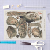 ヴィンテージ素晴らしバリアリーフオーストラリアカキ 薄葉紙 (クラフト)