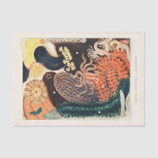 ヴィンテージ素晴らしバリアリーフトレパンまたはベシュデメール 薄葉紙 (正面)