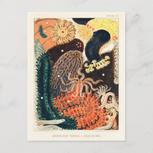 ヴィンテージ素晴らしバリアリーフトレパンまたはベチェ・デマー ポストカード (正面)