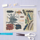 ヴィンテージ素晴らしバリアリーフ軟体動物と平獣類 薄葉紙 (クラフト)