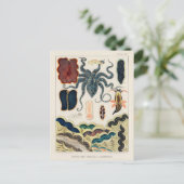 ヴィンテージ素晴らしバリアリーフ軟体動物群とプラナリアン ポストカード (スタンド正面)