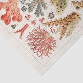 ヴィンテージ素晴らしバリアリーフ・オブ・オーストラリア・サンゴ 薄葉紙 (詳細)