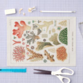 ヴィンテージ素晴らしバリアリーフ・オブ・オーストラリア・サンゴ 薄葉紙 (クラフト)