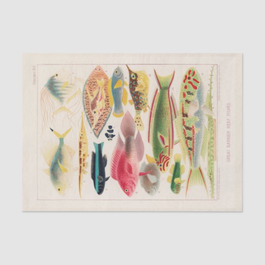 ヴィンテージ素晴らしバリアリーフ 薄葉紙 (正面)