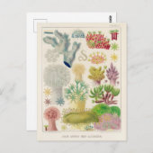 ヴィンテージ素晴らしバリアリーフAlcyonaria ポストカード (正面/裏面)