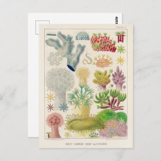 ヴィンテージ素晴らしバリアリーフAlcyonaria ポストカード (正面/裏面)