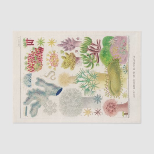 ヴィンテージ素晴らしバリアリーフAlcyonaria 薄葉紙 (正面)