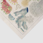 ヴィンテージ素晴らしバリアリーフAlcyonaria 薄葉紙 (詳細)