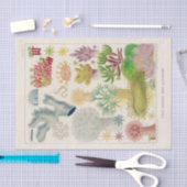 ヴィンテージ素晴らしバリアリーフAlcyonaria 薄葉紙 (クラフト)