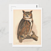 ヴィンテージ素晴らし角フクロウイラストレーション ポストカード (正面/裏面)