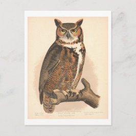 ヴィンテージ素晴らし角フクロウイラストレーション ポストカード