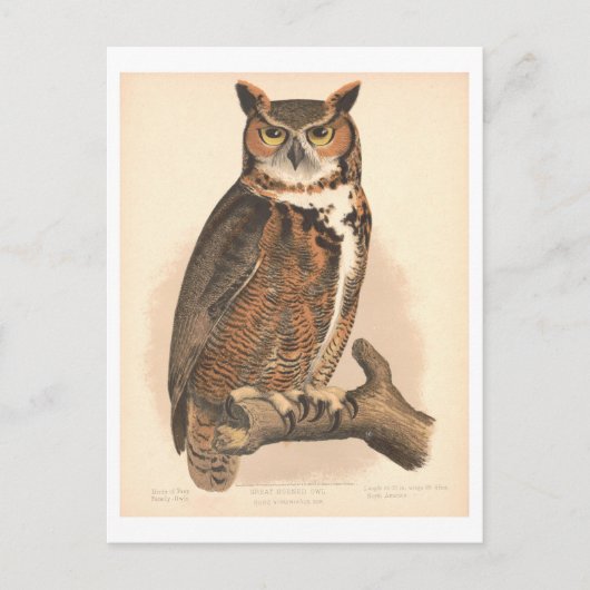 ヴィンテージ素晴らし角フクロウイラストレーション ポストカード (正面)