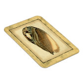 ヴィンテージ素朴シーシェル マグネット (右側)