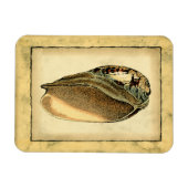 ヴィンテージ素朴シーシェル マグネット (横)