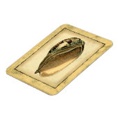 ヴィンテージ素朴シーシェル マグネット (左側)