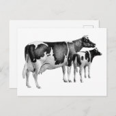 ヴィンテージ素朴ファームカウカーフスケッチ白黒 ポストカード (正面/裏面)