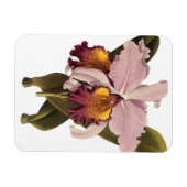 ヴィンテージ紫カトレヤオーキッド、熱帯花 マグネット (横)