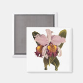 ヴィンテージ紫カトレヤオーキッド、熱帯花 マグネット (正面/裏面)