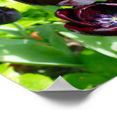 ヴィンテージ紫ブラックグリーンチューリップフラワーズホランド ポスター (角)