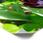 ヴィンテージ紫ブラックグリーンチューリップフラワーズホランド ポスター (角)