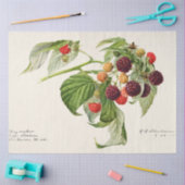 ヴィンテージ紫ラズベリー 薄葉紙 (クラフト)