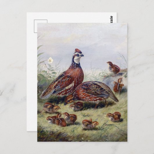 ヴィンテージ絵画ズオブウズルバードバイフィッツウィリアムテイト ポストカード (正面/裏面)