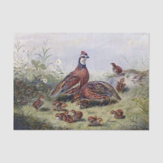 ヴィンテージ絵画ズオブウズルバードバイフィッツウィリアムテイト 薄葉紙 (正面)