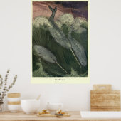 ヴィンテージ絵画ナルファル（1909年） ポスター (キッチン)