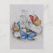 ヴィンテージ絵画蝶の赤い蝶 ポストカード (正面)