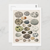 ヴィンテージ絵葉書のOKENによる鳥卵図 ポストカード (正面/裏面)