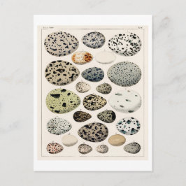 ヴィンテージ絵葉書のOKENによる鳥卵図 ポストカード